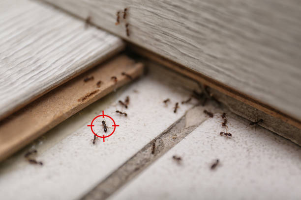 Spider Control Near Me in Palermo, CA