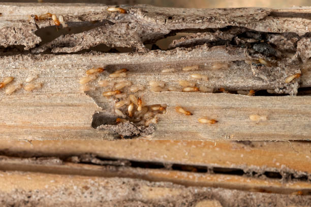 Best Cockroach Control Services  in Palermo, CA